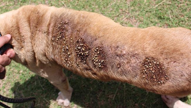 The tick infestation was severe. Picture: NT Independent
