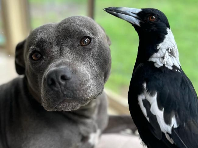 An image from the Peggy and Molly the Magpie page. Picture: Facebook / Peggy and Molly.