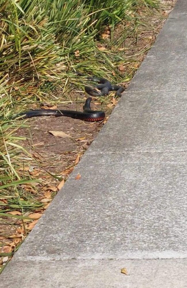 Red-bellied black snakes, Gainsborough Drive near Halcyon Way, Pimpama September 2023. Picture: Facebook