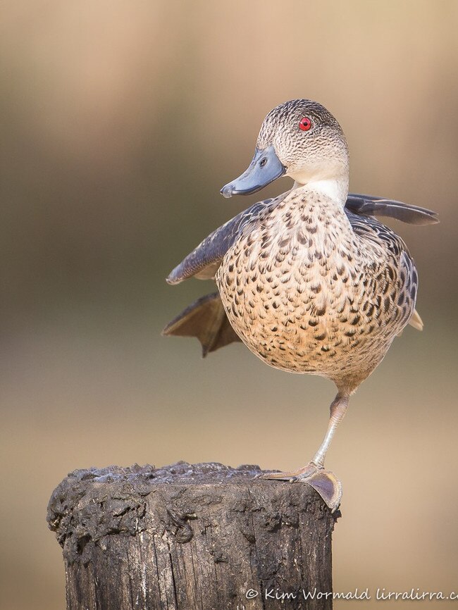 Duck lovers are calling on the GMA to release documents pertaining to its decision to increase the bag limit in 2021, despite data showing duck numbers were decreasing. Photo: Kim Wormald