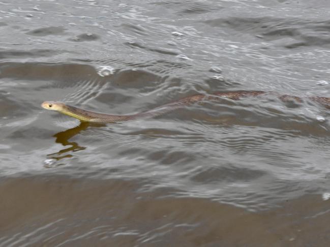 A snake seeks dry land on Townsville’s Cape Cleveland Rd. Picture: Evan Morgan