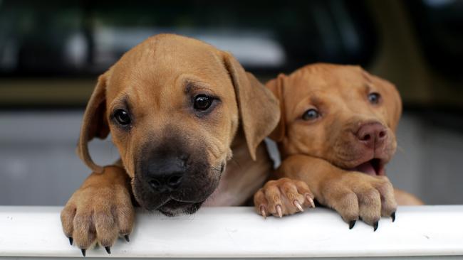 Rspca hot sale staffy puppies