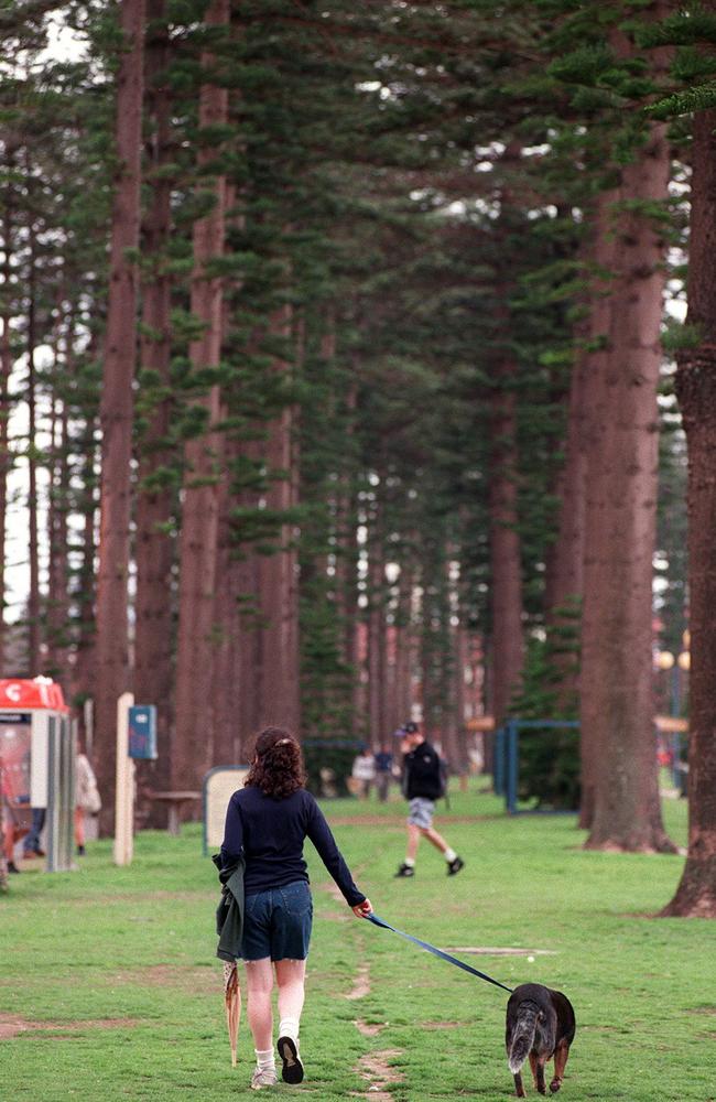 The massive Norfolk Island pines are an iconic part of the Manly beachfront. Picture: Manly Daily