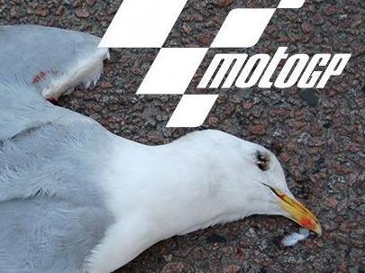 MotoGP seagull: ‘Leave your chips out’