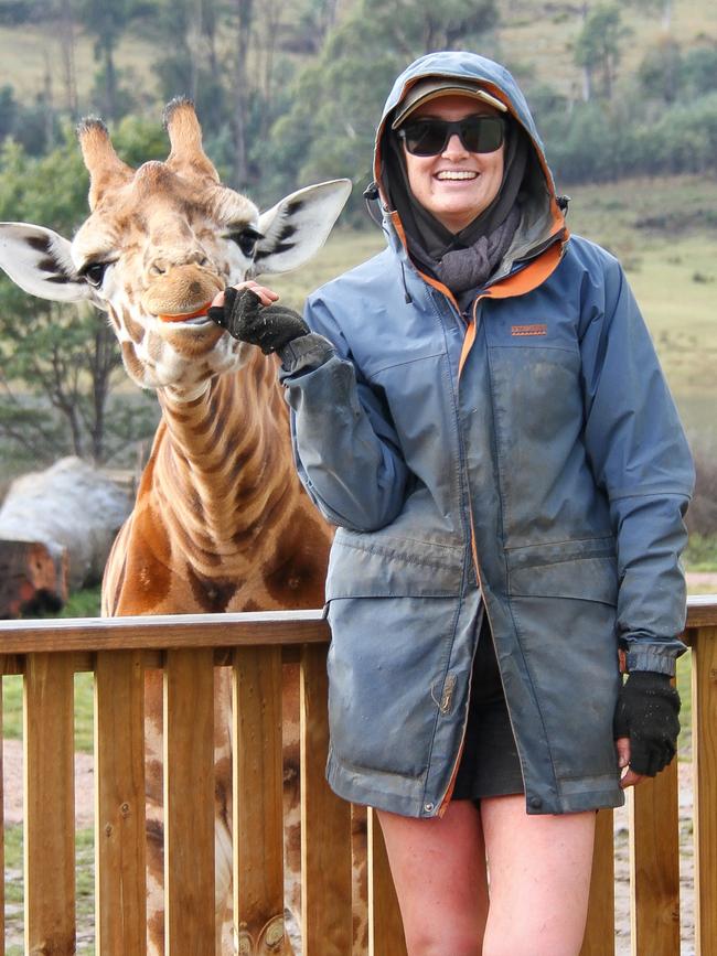 Zookeeper Alyssa Neal feeds a giraffe at Tasmania Zoo. Picture: Linda Smith