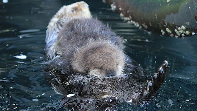 Obviously all too much for bub who decided to take a nap. Picture: Geraldine Davies/Caters News
