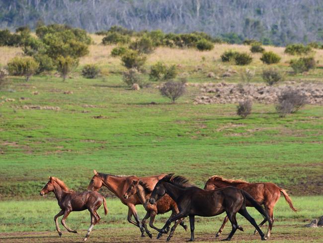 Return to Freedom create a safe haven for brumbies. Picture: Paul Mciver &amp; Judy Goggin