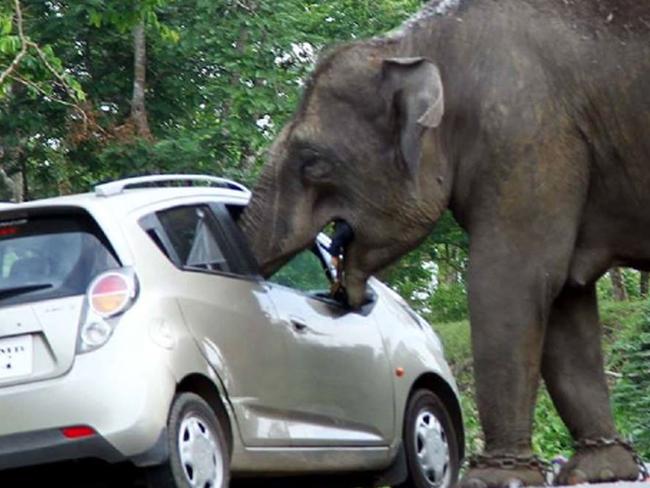 ***ONE TIME WEB USE ONLY*** ***PLEASE CONTACT NETWORK PIC DESK FOR PRINT USE*** Must Credit Caters/Picture Media PIC BY AUSTIN CHERUPUZHA / CATERS NEWS - (Pictured: Elephant reaching into the car) A family got more than they bargained for when trying to grab a selfie with an elephant - after it reached into their car and stole a handbag. The cheeky pachyderm quickly devoured the contents - including debit cards and cash - leaving a heap of the tourists possessions on the floor in Bandipur National Park, India. Eye-witnesses said the elephant had first charged the tourists car after becoming rilled by the shutter sound, and was protecting her calf. The unique sequence of images were captured by wildlife photographer Austin Cherupuzha.