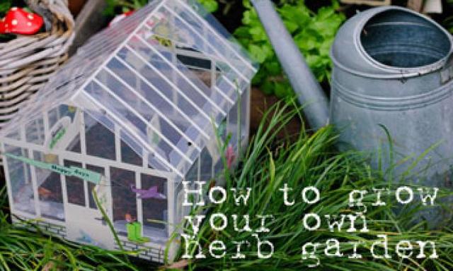 How to grow your own herb garden