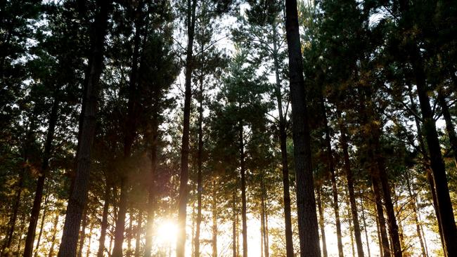 The forestry industry is set to get a boost if the Morrison government is returned.