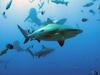 Shark spotted after fatal attack on teen