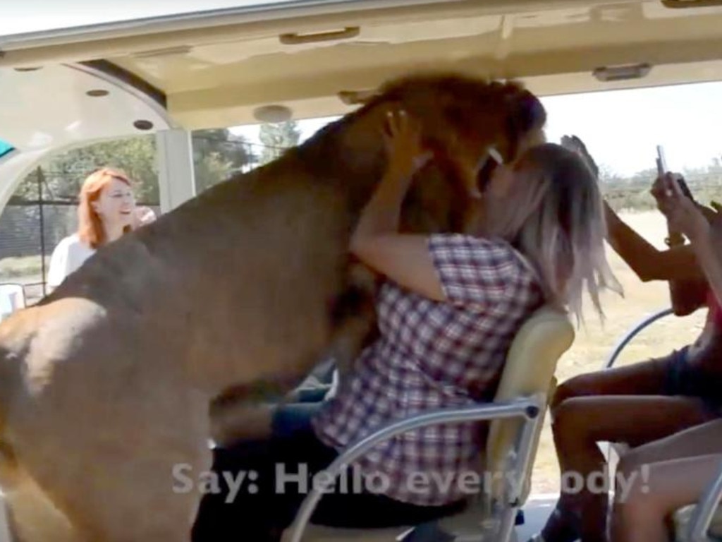 The lion even went in for a friendly lick. Picture: East 2 West News