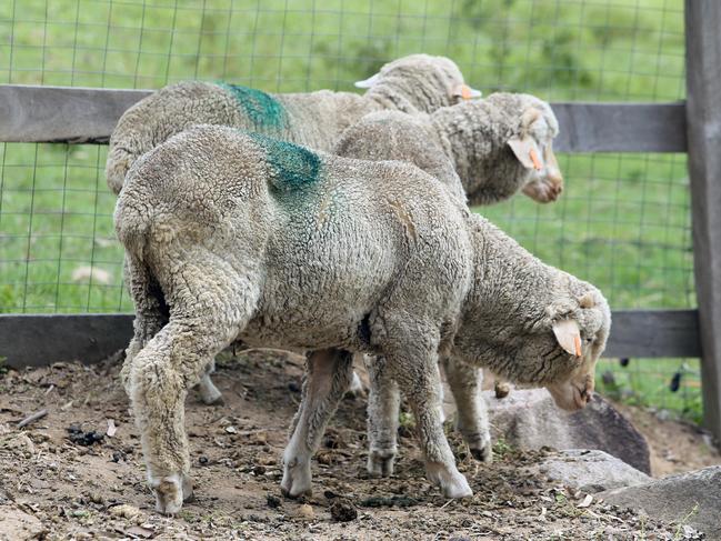 The three lambs rescued from slaughter at Carey Bros Abattoir on the Darling Downs, now living at Farm Animal Rescue in Dayboro.