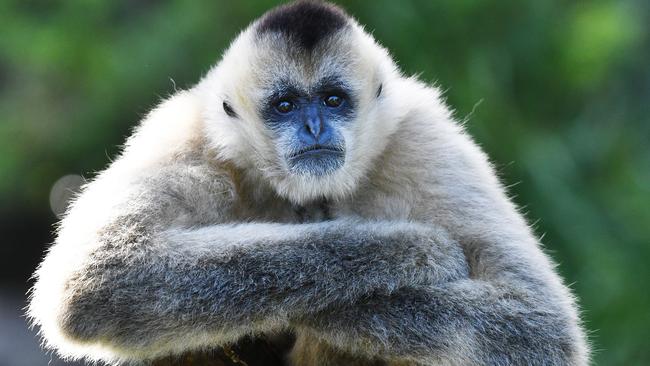 A White Cheeked Gibon at Adelaide Zoo, which has reopened to the public after shutting its doors due to the outbreak of COVID-19 around the world. Picture: AAP Image/David Mariuz.