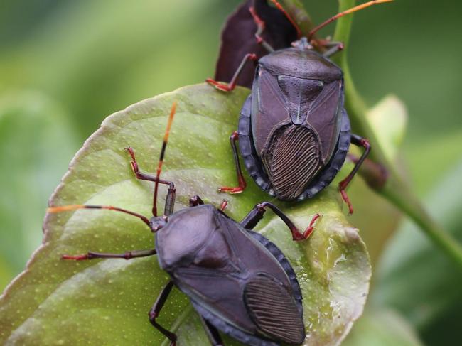 Stink bugs are distinctive and easy to spot. 