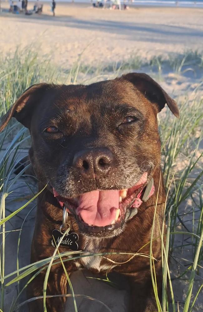 Gold Coast resident Maria Childs is planning an appeal through the Queensland Civil and Administrative Tribunal after her eight-year-old English staffy, Maddie, was declared dangerous.