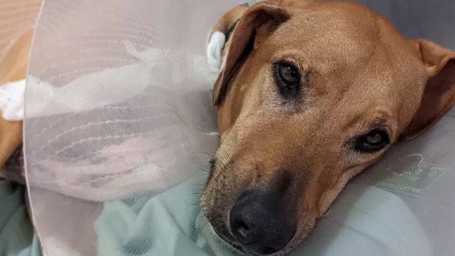 A distressed Brisbane disability carer could be up to $7000 out of pocket after her beloved dog Scout was viciously attacked near a school – leaving her covered in bite marks and with tears to her chest and stomach. Photo – contributed.