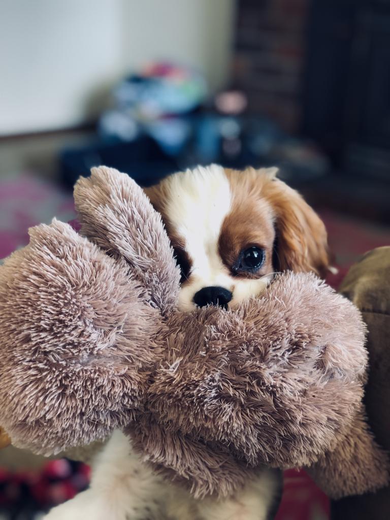 Kmart sloth clearance dog toy