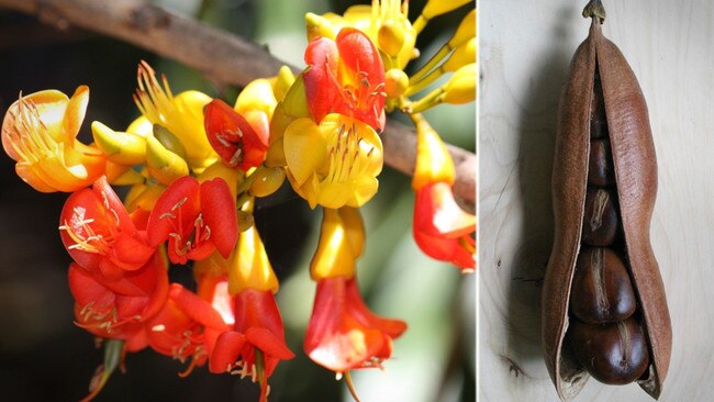 Black Bean – Castanospermum australe. Pictures: Jan Smith, Paul Venter