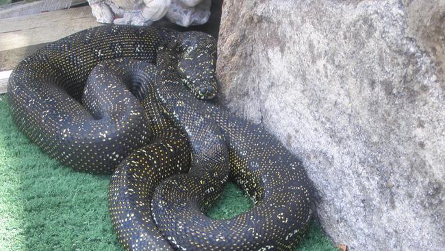 A diamond python was found inside a Castle Hill roof yesterday.