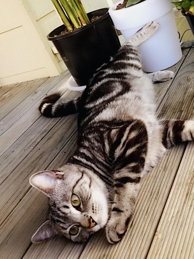 QUICK SILVER: Quick Silver, or Silvy for short, is only one year young and she’s a bundle of fun.