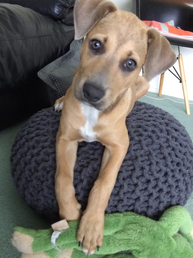Sansa: Pictured at three months old, the ridgeback mastiff is already a little heart-breaker.