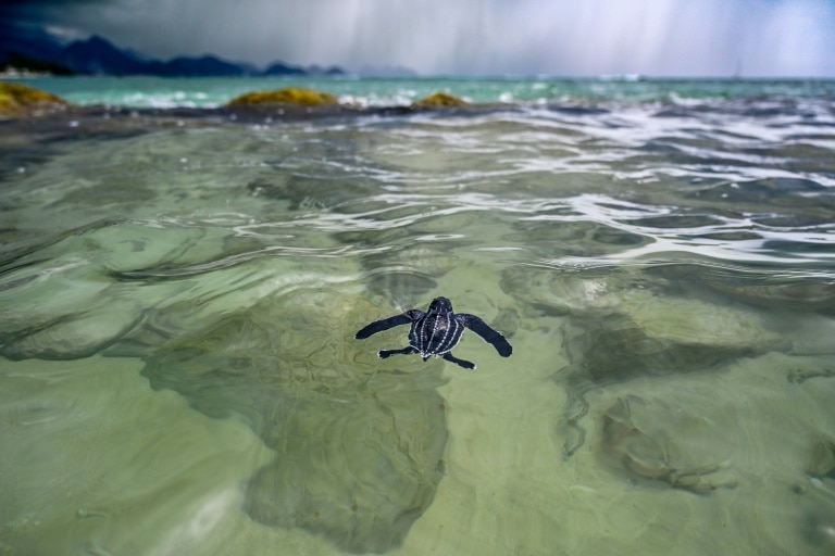 World agrees hard-fought nature funding plan at UN talks