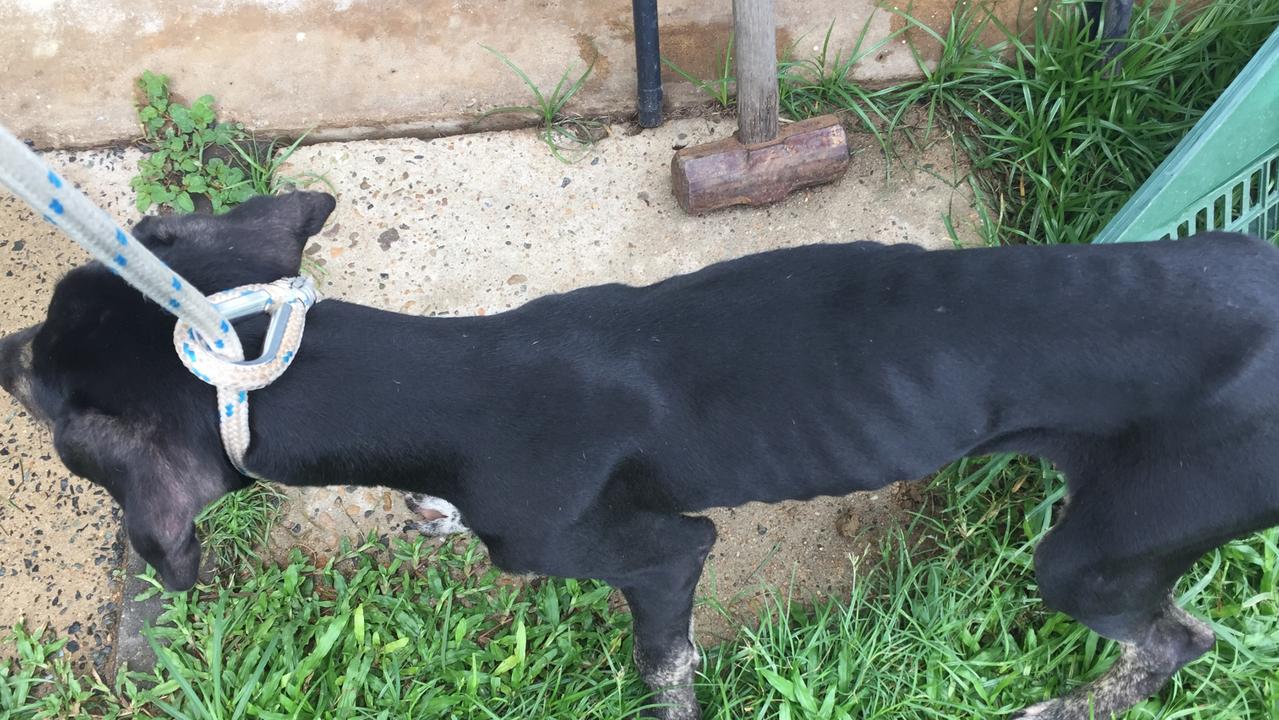 Great Dane cross Munster was in an "appalling" condition when the RSPCA seized him from owners Matthew Thomas Willington and Theresa Louise Delaney.