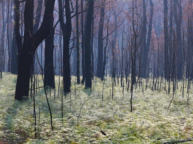 **FILE IMAGE** Regrowth is seen near Tambo Crossing beside the Great Alpine road in the Victorian high country, Saturday, January 25, 2020. The Great Alpine road has been reopened after recent bushfires caused major damage with burnt fallen trees and land slides blocking the road. (AAP Image/David Crosling) NO ARCHIVING