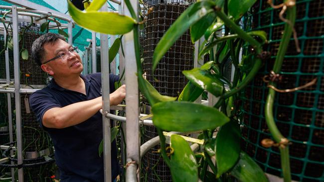 Daily Telegraph. 06, November, 2024.David Soo, founder and CEO, of Australian Vanilla Plantations, growing vanilla - the world's second most expensive spice - at Western Sydney University's Hawkesbury Campus, today.Picture: Justin Lloyd.