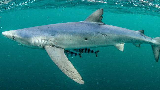 A Sydney blue shark swims close around the boat. Picture: Al McGlashan