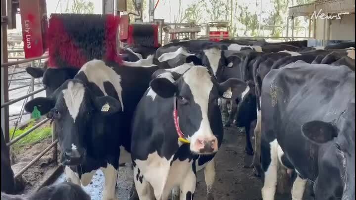 McNeil family do robotic milking at Myall
