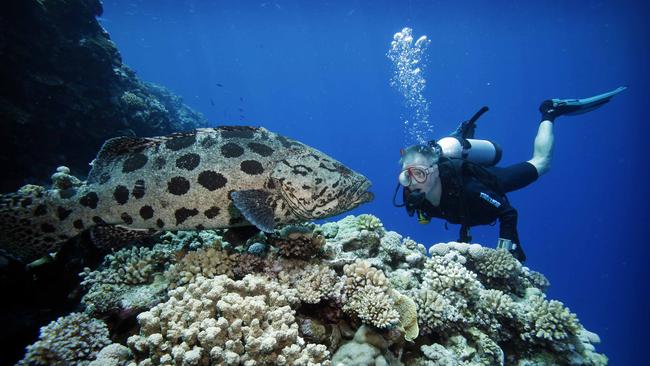 There are calls fro more artificial reefs to create dive sites in Moreton Bay.