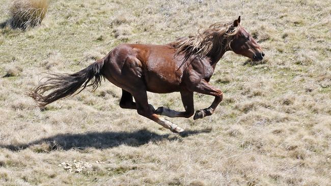 NSW has announced its intention to cull wild horses using ground shooting, trapping and sterilisation programs. Picture: Stephen Cooper