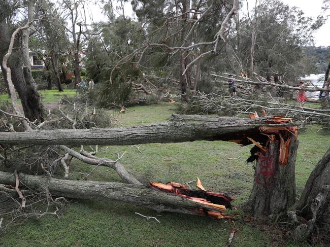 The strength of the storm was intense, shredding trees and bringing down power lines. Picture John Grainger