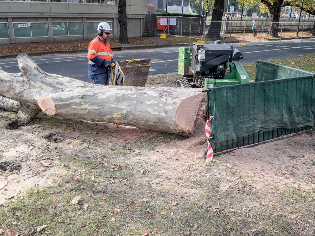 Locals concerned over the St Kilda Road trees going say a deeper tunnel could have avoided the huge tree losses. Picture: Jake Nowakowski