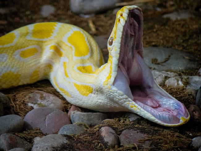 Man unleashes huge snake in restaurant