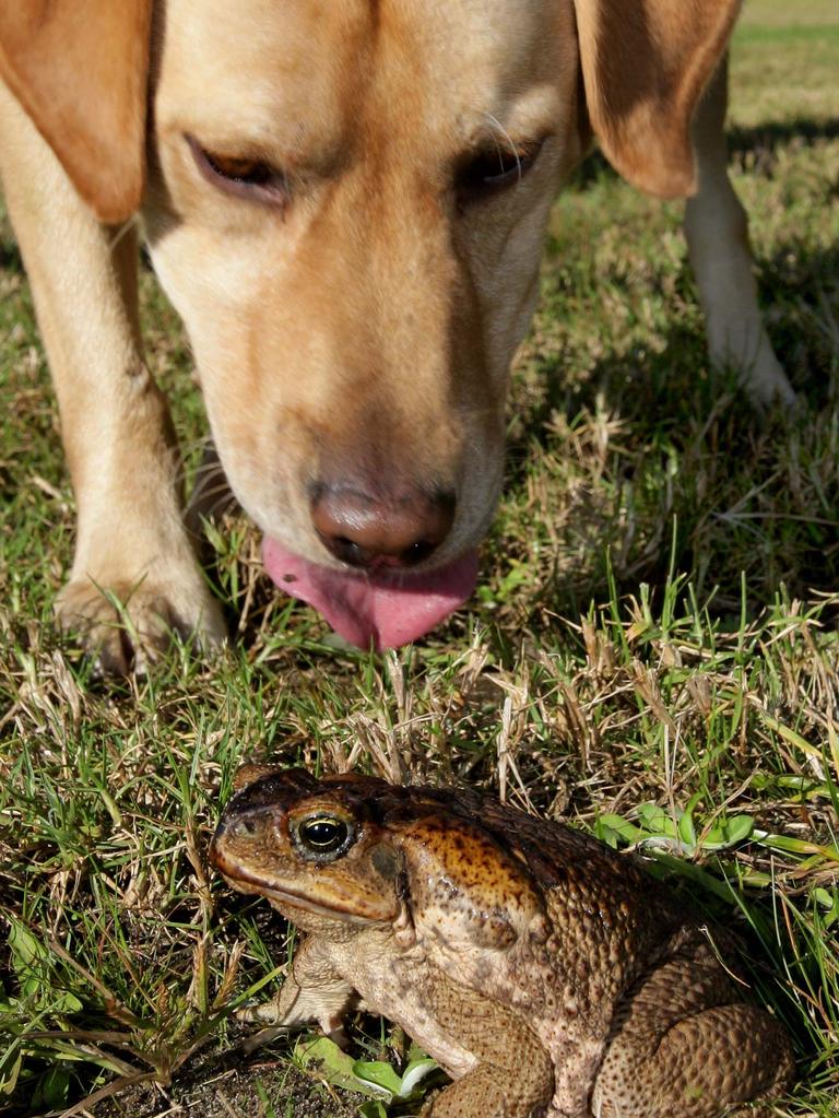 what happens if a dog bites a toad