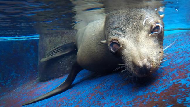 Seal Pania lays in the shallows of the Wild Seas Exhibit. Picture: David Caird