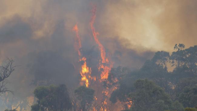 The Cudlee Creek bushfire in the Adelaide Hills on Monday. Picture: AAP