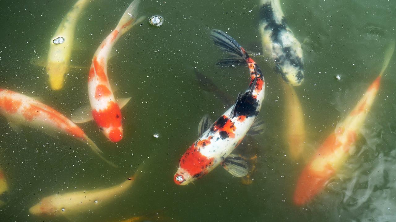 Toddler falls into koi pond, nearly drowns