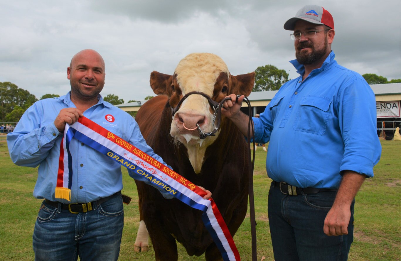 Marty Rowlands from KBV Simmental Stud and Stephen Lean with KBV Penfold a.k.a Penny, the Grand Champion European Bull at the 71st annual Cooyar Show. Picture: Kate McCormack