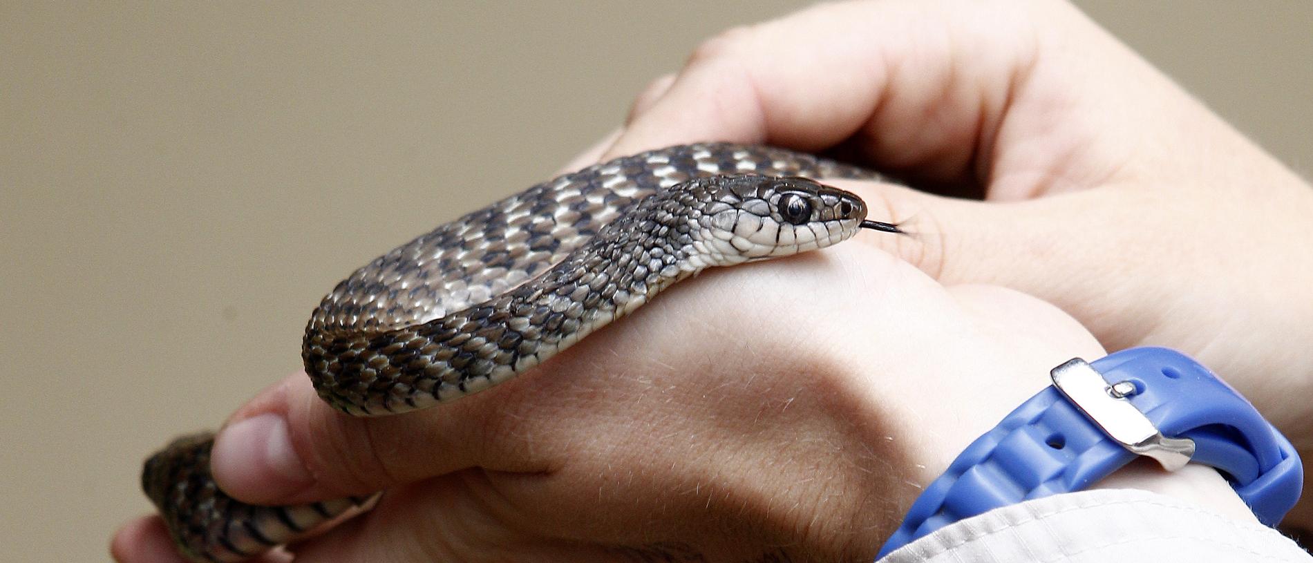 GOTCHA: snake caught with frog in the throat | Daily Telegraph