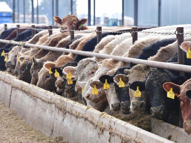 CROPS: Cropping and beef farmer Jason PalmerCropping and beef farmer Jason PalmerPICTURED: Feedlot. Beef cattle. Generic feedlot. Factory farming. PICTURE: ZOE PHILLIPS