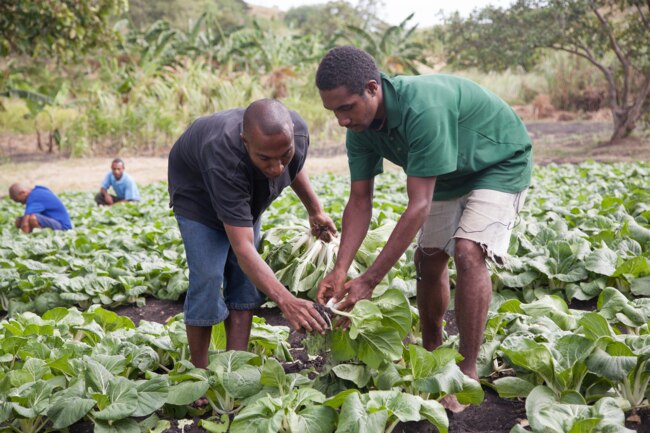 80% of people work in agriculture in PNG – and this is unlikely to change any time soon. Image: Policy Development Centre.