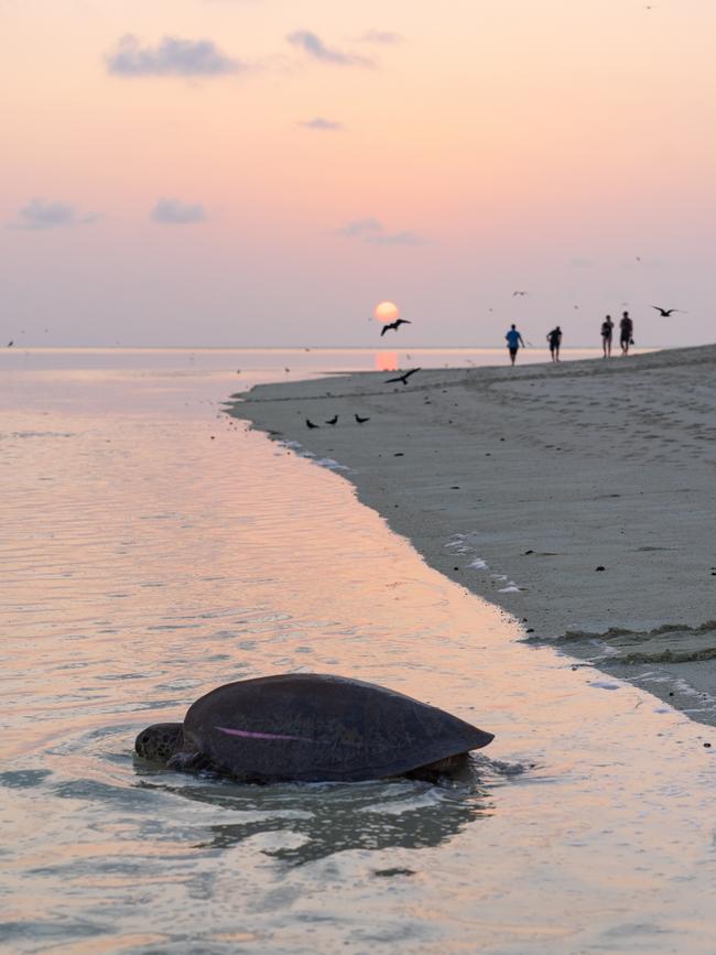 Moments like this turtle-y sunrise are common on Heron Island. Picture: Narelle Bouveng