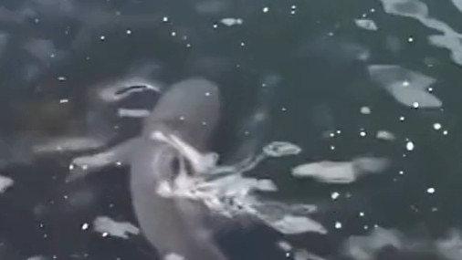 A group of teenage fishermen found a surprise at the end of their fishing line over the weekend when they accidentally hooked a bull shark in Sydney Harbour. Picture: TikTok