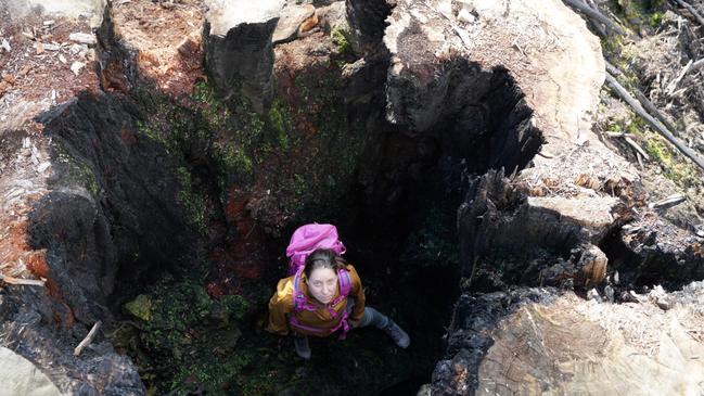 Fiona Weaver pictured on August 1 in the massive hollow of a burnt tree trunk at a roadside Styx Valley clearfell on the Maydena side of Coupe TN 034G. Picture: Persia Shakari