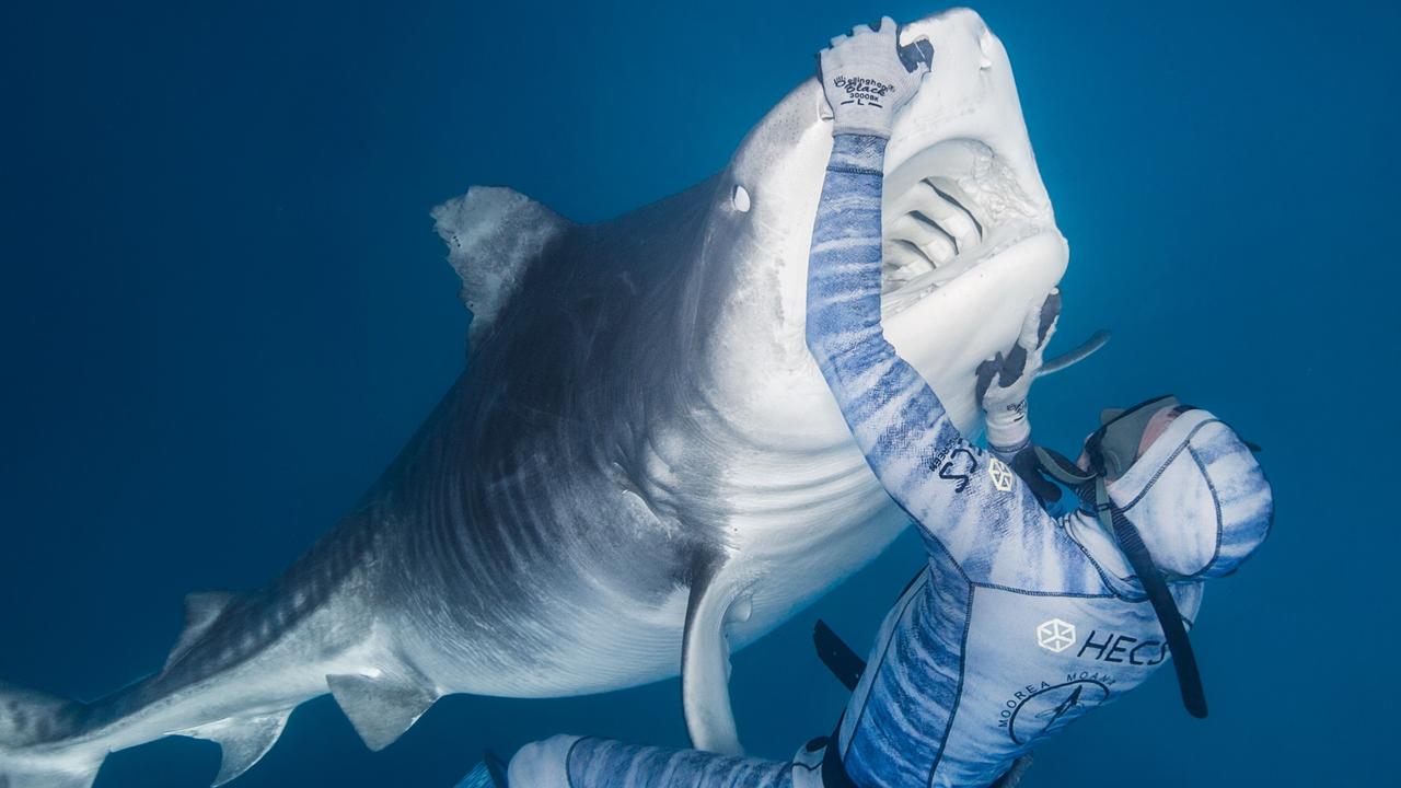 Shark whisperer Pierrick Seybald gets up close to tiger sharks | The ...