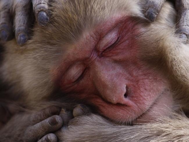 Photo by Lance McMillan / National Geographic Nature Photographer of the Year contestMacaque MaintenanceA macaque being groomed at the Jigokudani snow monkey park in Japan. The Jigokudani snow monkey park has become a major tourist hot spot, attracting visitors from all over the world hoping to get a glimpse of these amazing creatures huddled together in hot springs. But because of the warmer than usual weather during this time, the macaques were frequently found lazing about on some nearby rocks instead of spending much of their time keeping warm in hot springs.